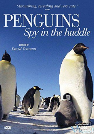 Cuộc Sống Chim Cánh Cụt Bắc Cực - Penguins: Spy In The Huddle