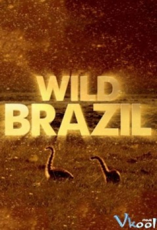 Động Vật Hoang Dã Brazil - Bbc Wild Brazil