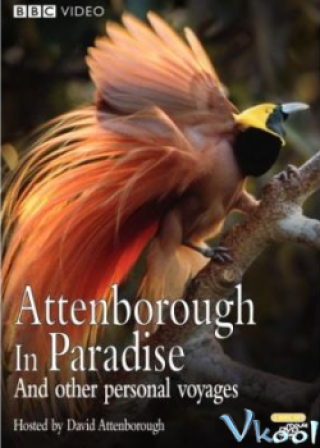 Những Loài Chim Thiên Đường - Bbc Natural World - Birds Of Paradise