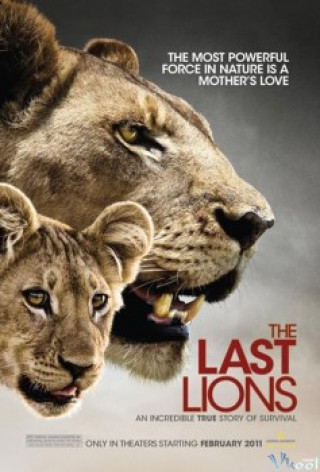 Bầy Sư Tử Cuối Cùng - The Last Lions