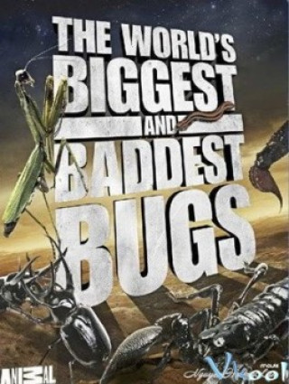 Worlds Biggest And Baddest Bugs - World's Biggest And Baddest Bugs