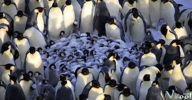 Xem Phim Cuộc Sống Chim Cánh Cụt Bắc Cực - Penguins: Spy In The Huddle - Vkool.Net - Ảnh 3