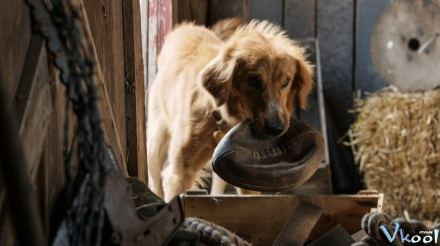 Xem Phim Mục Đích Sống Của Một Chú Chó - A Dog’s Purpose - Vkool.Net - Ảnh 2