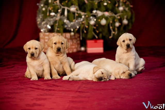 Xem Phim Cún Con Cho Giáng Sinh - Project: Puppies For Christmas - Vkool.Net - Ảnh 4