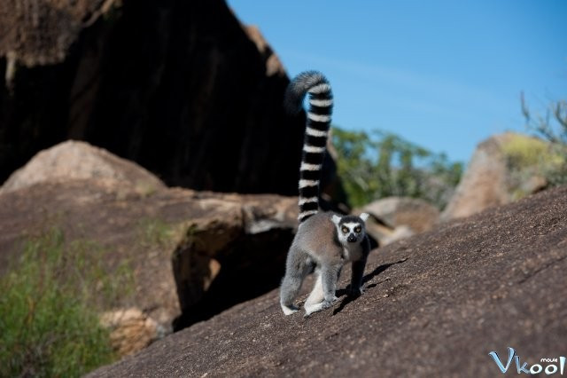 Xem Phim Đảo Vượn Cáo - Island Of Lemurs: Madagascar - Vkool.Net - Ảnh 4