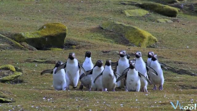 Xem Phim Cuộc Sống Chim Cánh Cụt Bắc Cực - Penguins: Spy In The Huddle - Vkool.Net - Ảnh 4