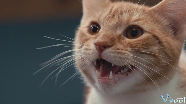 Xem Phim Những Chú Mèo Nghĩ Gì - Inside The Mind Of A Cat - Vkool.Net - Ảnh 4