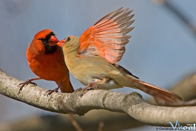 Xem Phim Cuộc Sống Bí Mật Của Loài Chim - The Secret Life Of Birds - Vkool.Net - Ảnh 2