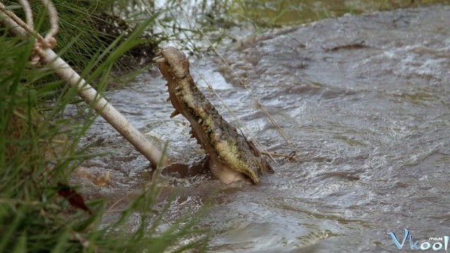 Xem Phim Lãnh Địa Của Cá Sấu Hoang - Wild Croc Territory - Vkool.Net - Ảnh 3