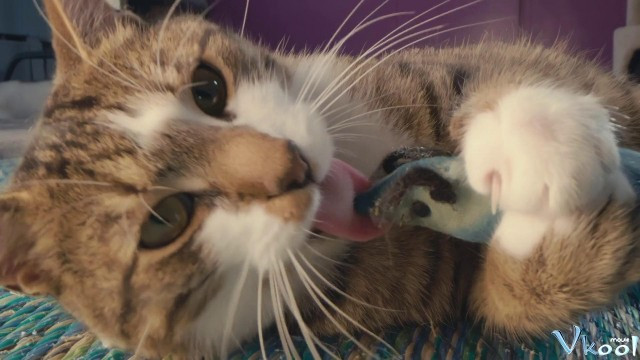 Xem Phim Những Chú Mèo Nghĩ Gì - Inside The Mind Of A Cat - Vkool.Net - Ảnh 2