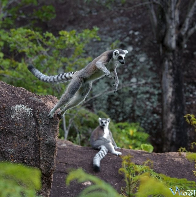 Xem Phim Đảo Vượn Cáo - Island Of Lemurs: Madagascar - Vkool.Net - Ảnh 3
