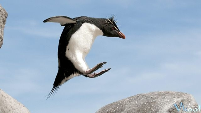 Xem Phim Cuộc Sống Chim Cánh Cụt Bắc Cực - Penguins: Spy In The Huddle - Vkool.Net - Ảnh 2